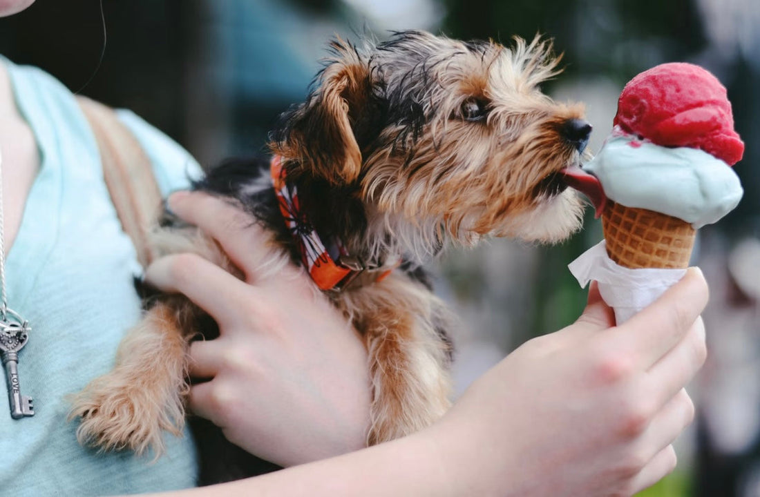 Scoop There It Is! The Tail-Wagging Dog Ice Cream Recipe