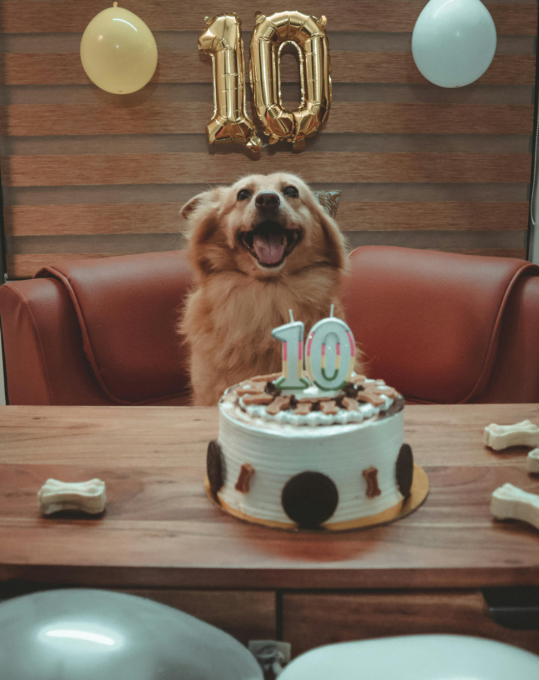 How to Make a Dog-Safe Birthday Cake Your Pup Will Love
