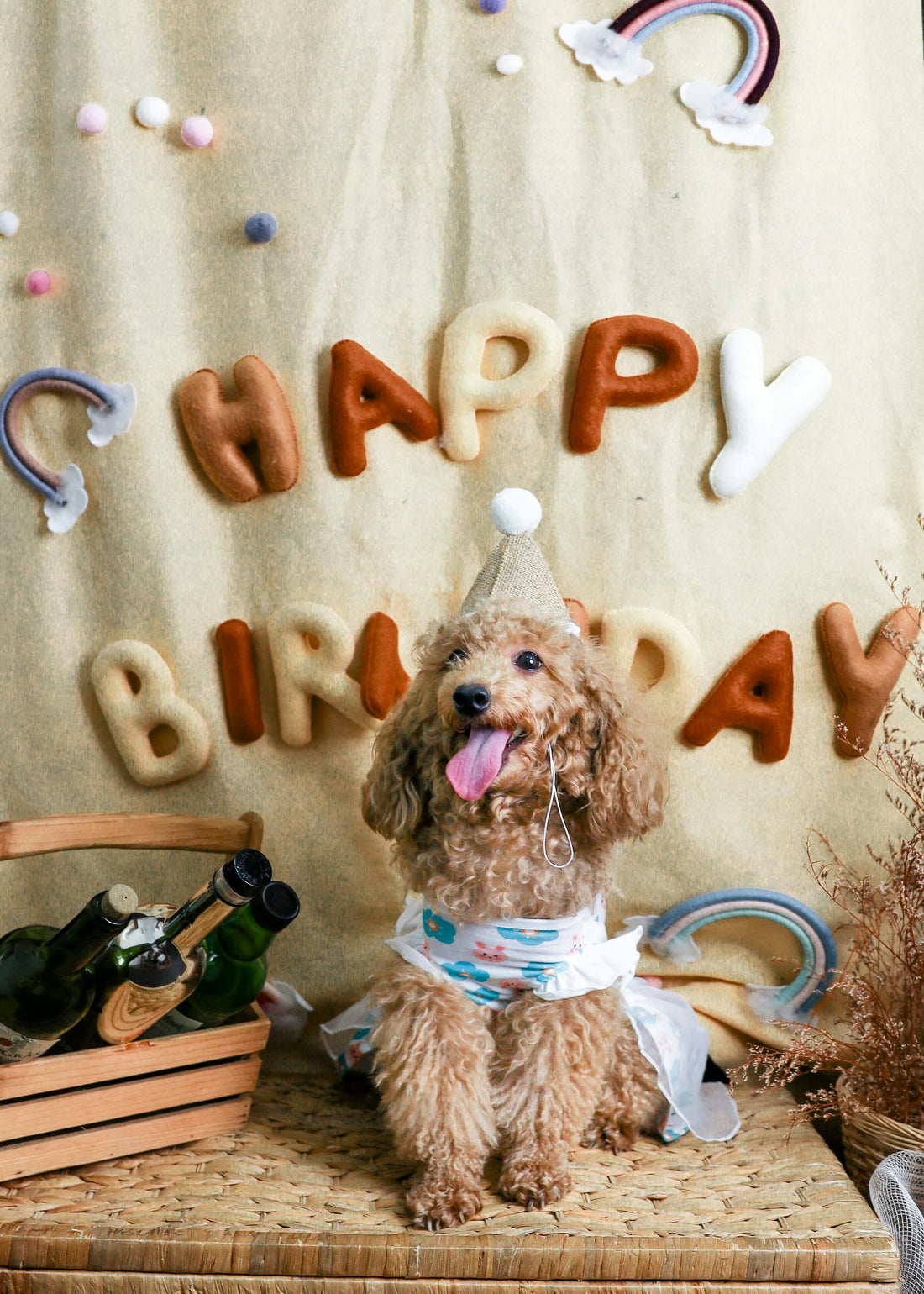 How to Throw the Ultimate Dog Birthday Paw-Ty!