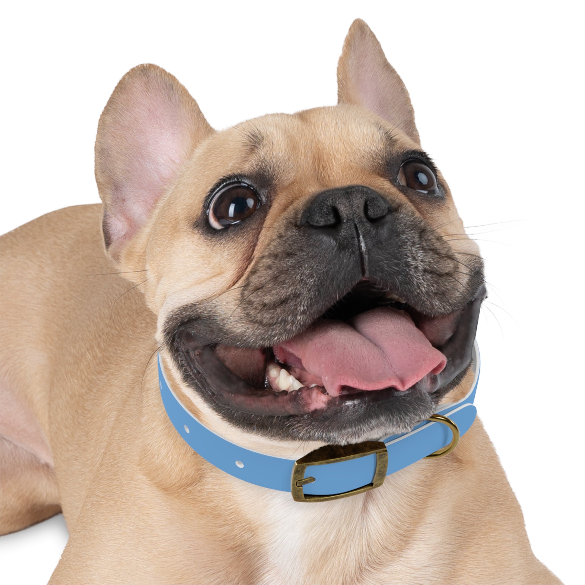 Stylish Dog Collar for Boujee Pups, Trendy Pet Accessory, Unique Dog Gear, Gift for Dog Lovers, Pet Collar