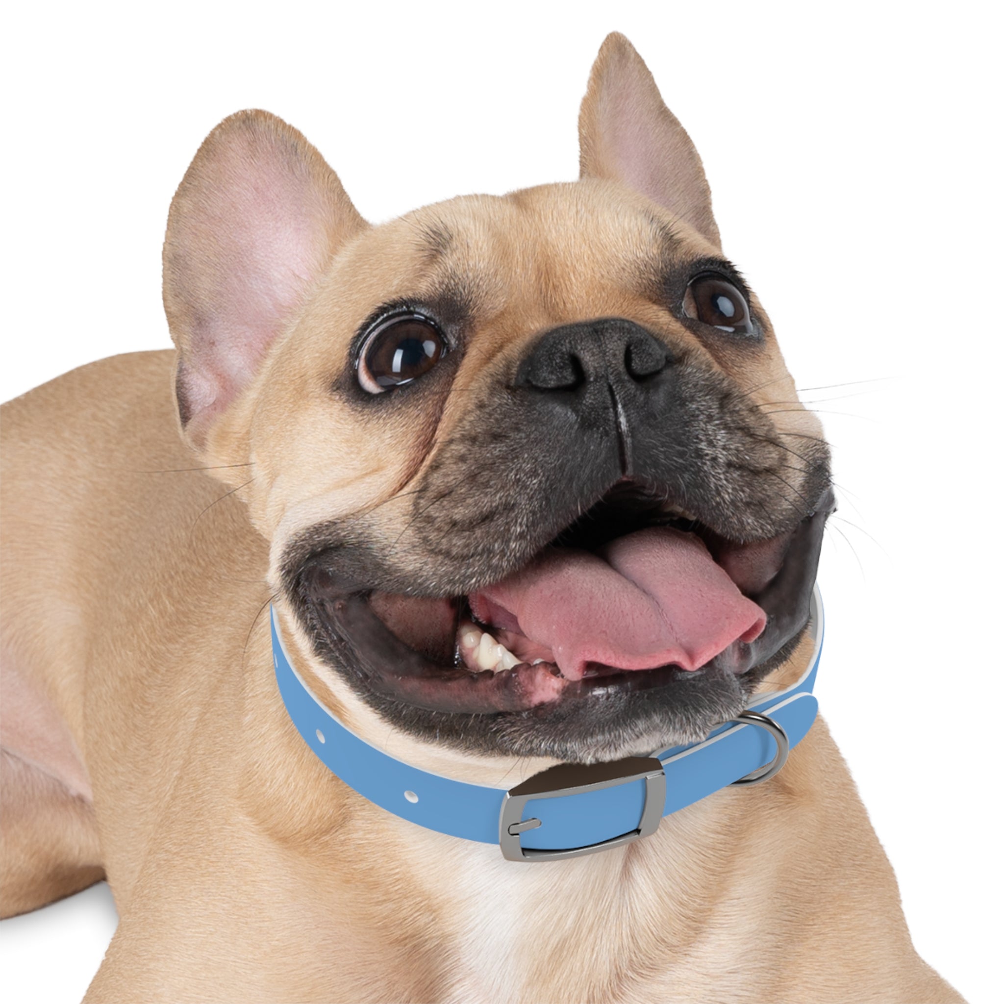Sit. Stay. Slay. Stylish Dog Collar, Trendy Pet Accessory, Unique Dog Gear, Gift for Dog Lovers, Pet Collar