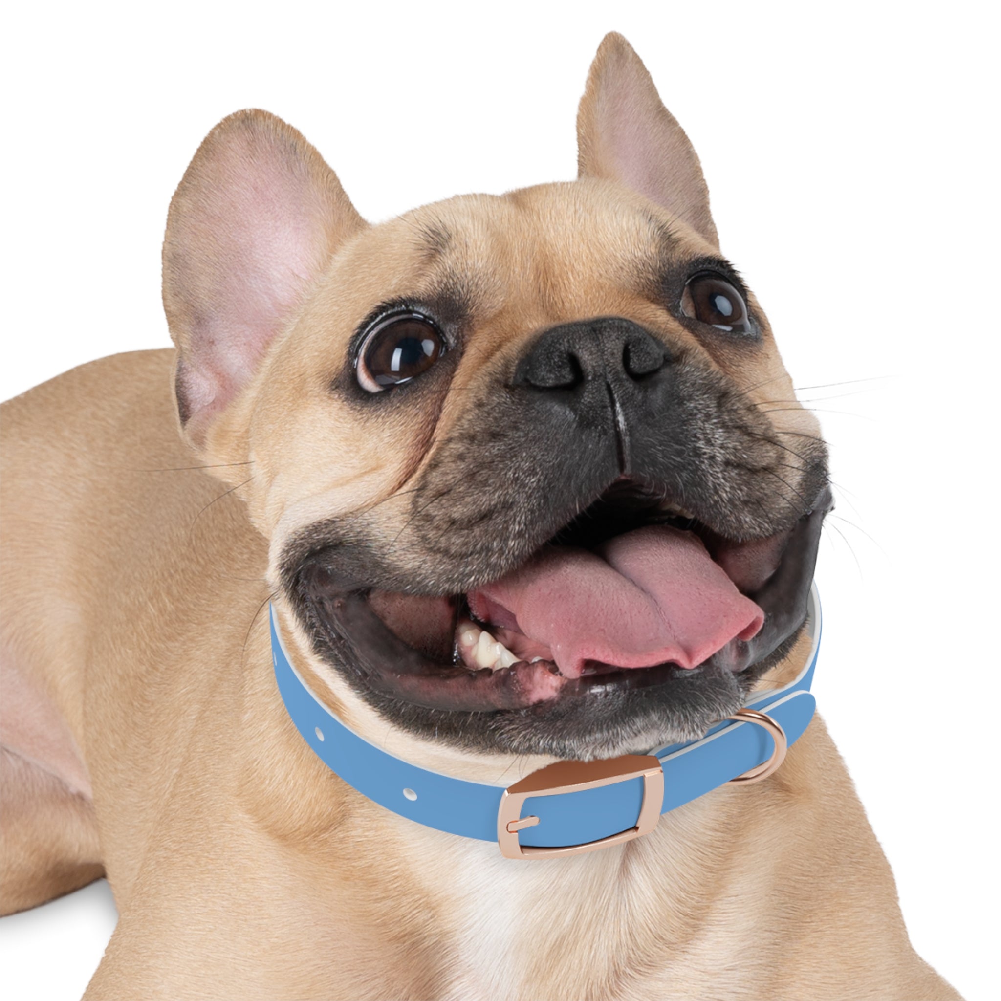 Stylish Dog Collar for Boujee Pups, Trendy Pet Accessory, Unique Dog Gear, Gift for Dog Lovers, Pet Collar